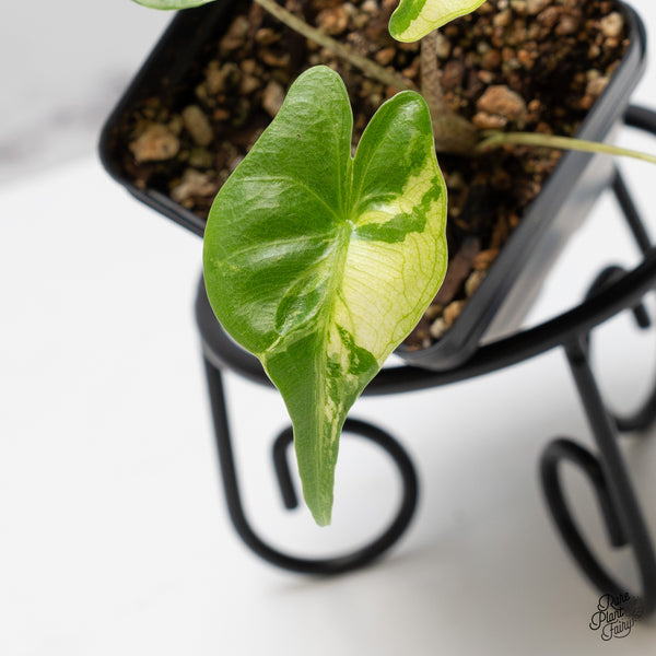 Alocasia Macrorrhiza 'Stingray' Albo Variegated (wk50-Q)