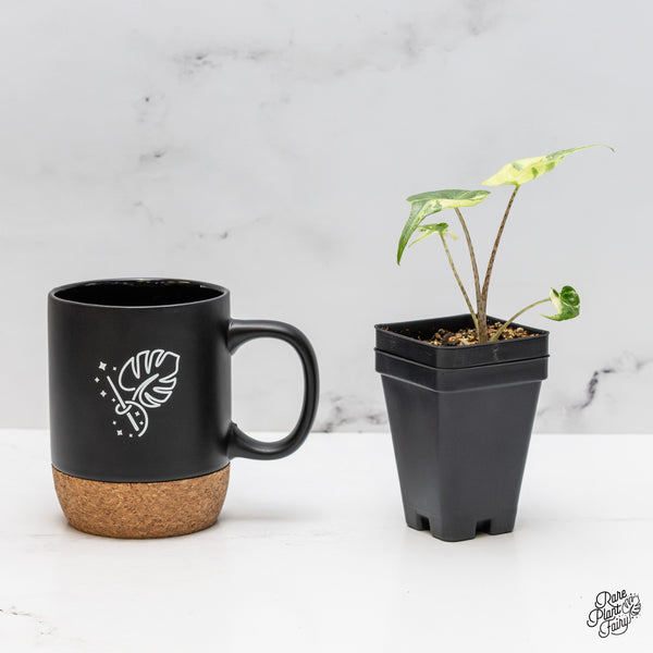 Alocasia Macrorrhiza 'Stingray' Albo Variegated (wk50-Q)