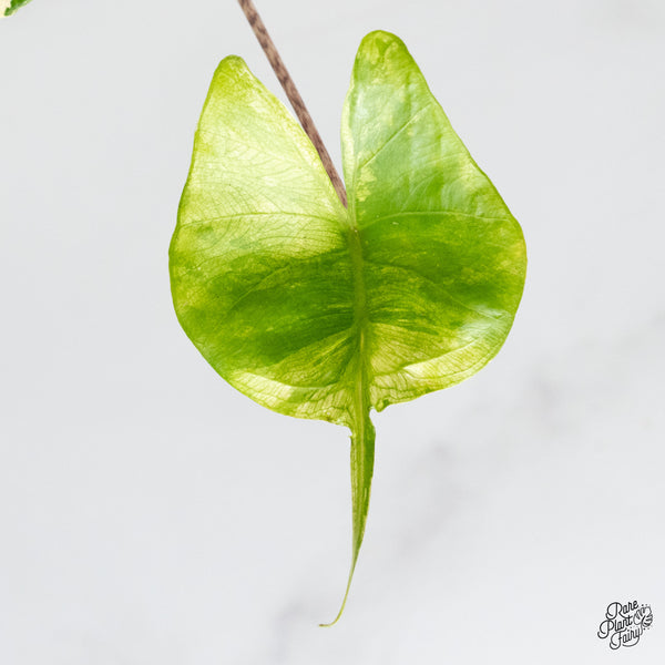 Alocasia Macrorrhiza 'Stingray' Albo Variegated (wk51-G)