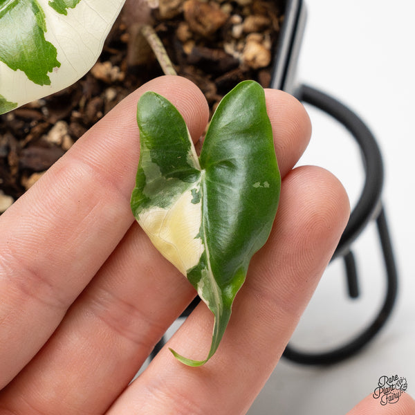 Alocasia Macrorrhiza 'Stingray' Albo Variegated (wk52-F)