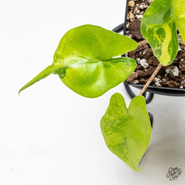 Alocasia Macrorrhiza 'Stingray' Aurea Variegated (wk51-R)