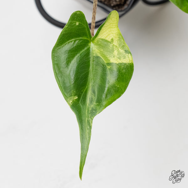 Alocasia Macrorrhiza 'Stingray' Albo Variegated (wk6-F)