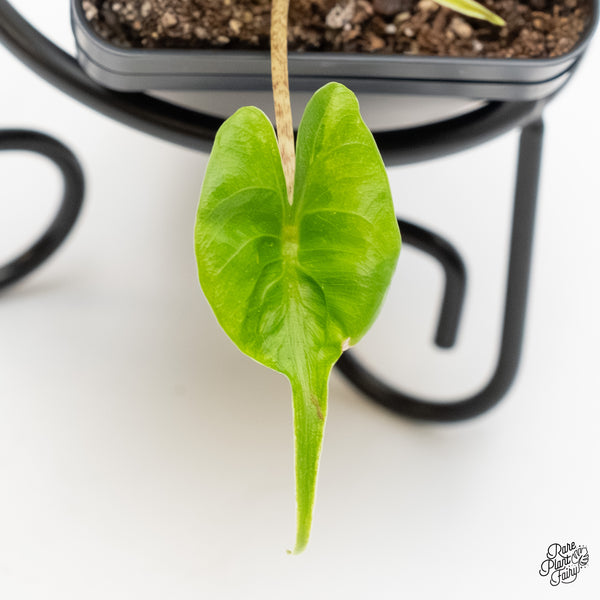 Alocasia Macrorrhiza 'Stingray' Albo Variegated (wk6-F)