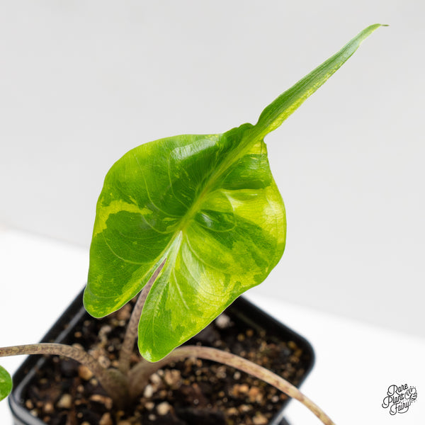 Alocasia Macrorrhiza 'Stingray' Aurea Variegated (wk52-S)