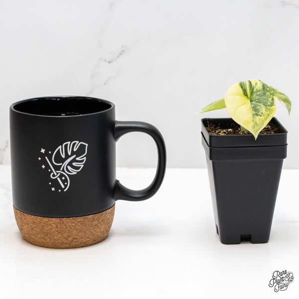 Alocasia Melo Tricolor Variegated (wk4-T)