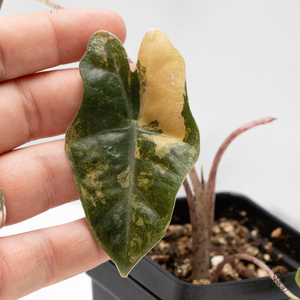 Alocasia Sanderiana Aurea Variegated (aka 'Pseudosanderiana') (wk48-B)