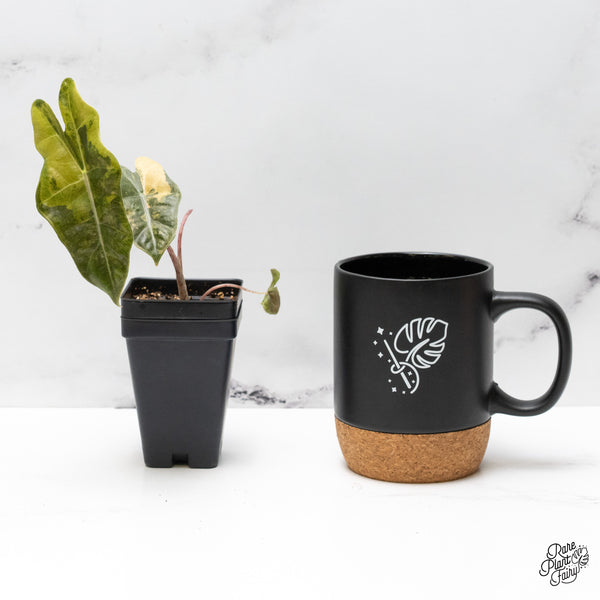 Alocasia Sanderiana Aurea Variegated (aka 'Pseudosanderiana') (wk48-B)