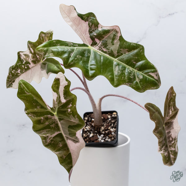 Alocasia 'Sanderiana' Pink Variegated (aka. Pseudosanderiana) (wk34-U) *Corming Size*