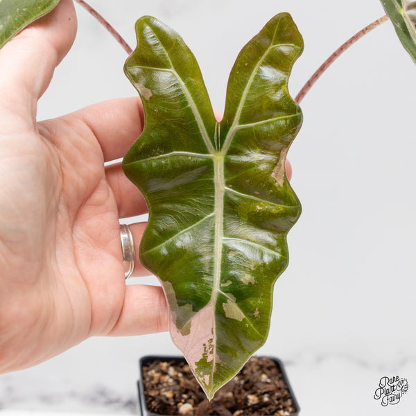 Alocasia Sanderiana Pink Variegated (aka. Pseudosanderiana) (wk50-N)