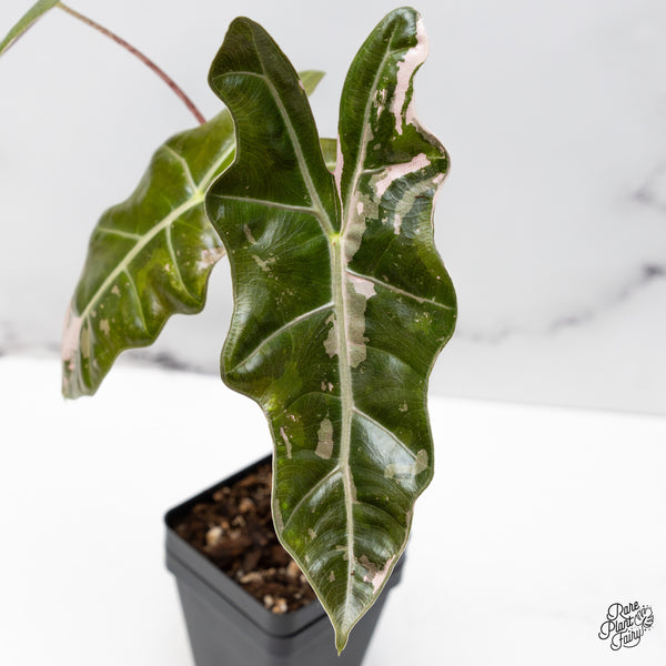 Alocasia Sanderiana Pink Variegated (aka. Pseudosanderiana) (wk50-N)