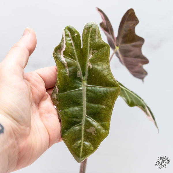 Alocasia Sanderiana Pink Variegated (aka. Pseudosanderiana) (wk50-N)