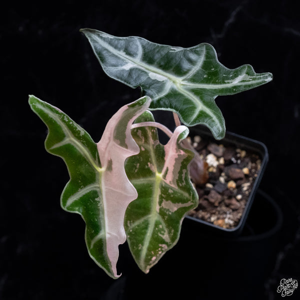 Alocasia Sanderiana 'Nobilis' Pink Variegated *Grower's Choice*