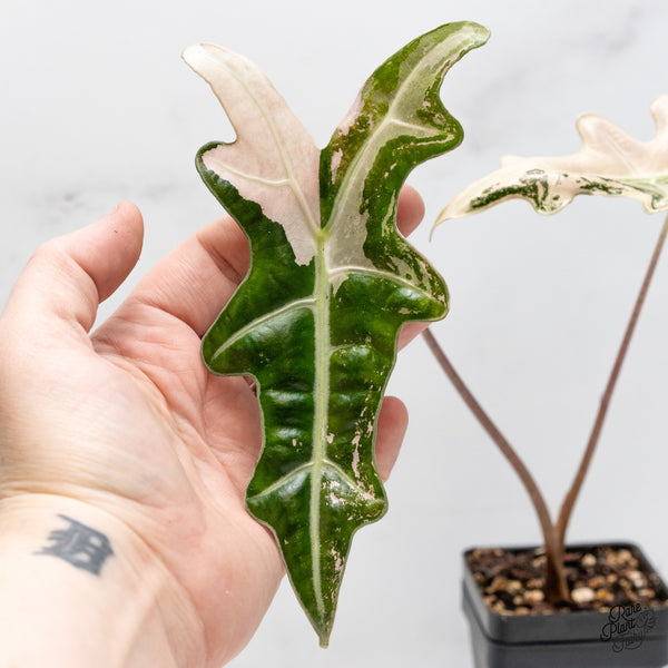 Alocasia Sanderiana 'Nobilis' Pink Variegated (wk51-E)