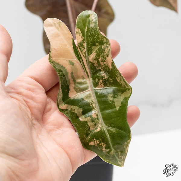 Alocasia Sanderiana Aurea Variegated (aka 'Pseudosanderiana') (wk51-C)
