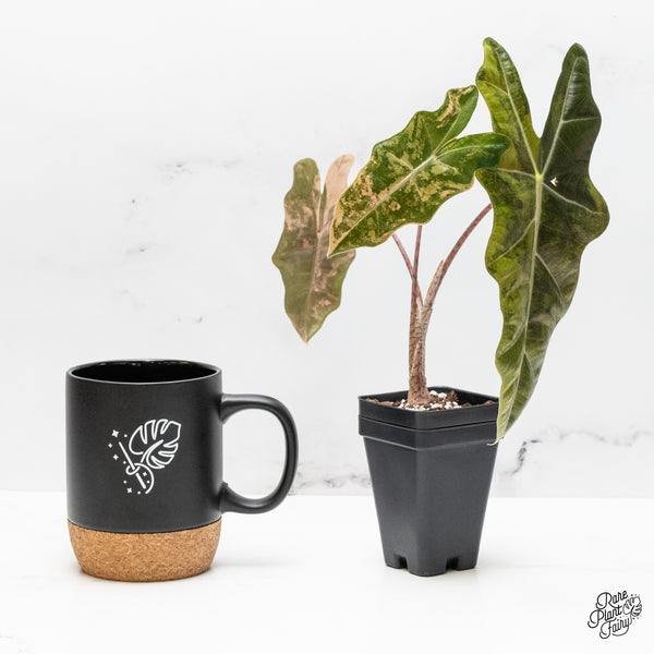 Alocasia Sanderiana Aurea Variegated (aka 'Pseudosanderiana') (wk51-C)