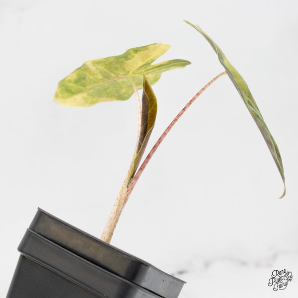 Alocasia Sanderiana Aurea Variegated (aka 'Pseudosanderiana') (wk52-H)