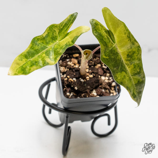 Alocasia Sanderiana Aurea Variegated (aka 'Pseudosanderiana') (wk52-H)
