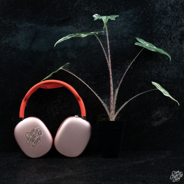 Alocasia sarian albo variegated *Grower's choice*