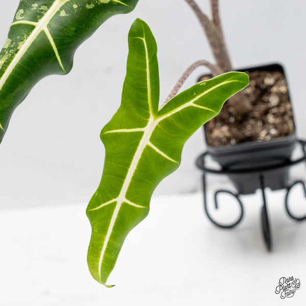 Alocasia Sarian Albo Variegated (wk49-A)