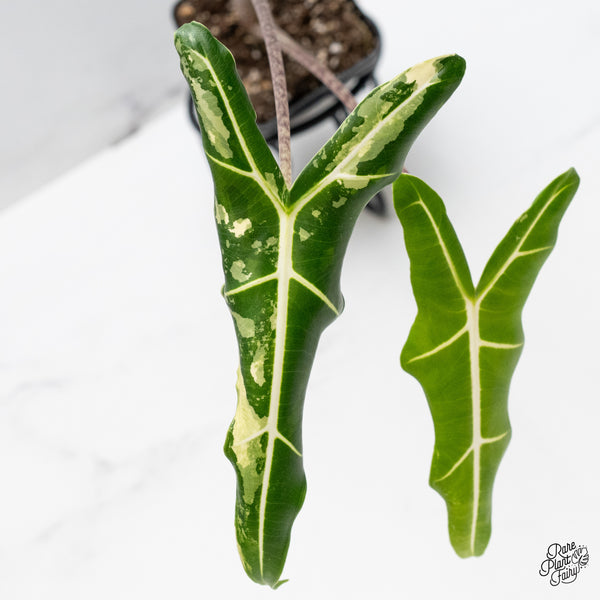 Alocasia Sarian Albo Variegated (wk49-A)