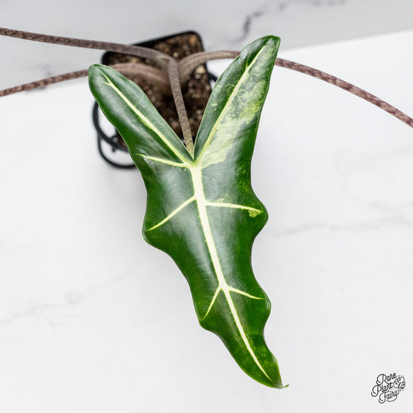 Alocasia Sarian Albo Variegated (wk49-A)
