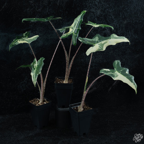 Alocasia sarian albo variegated *Grower's choice*