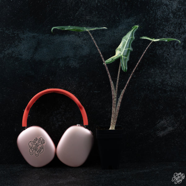 Alocasia sarian albo variegated *Grower's choice*