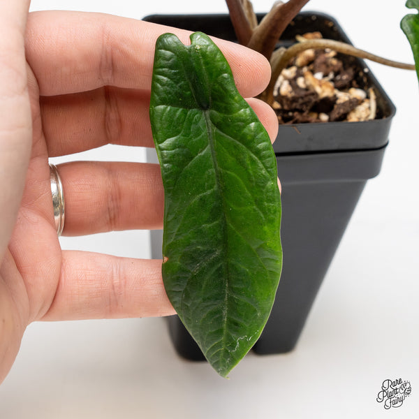 Alocasia 'Scalprum' Aurea Variegated (wk48-M)