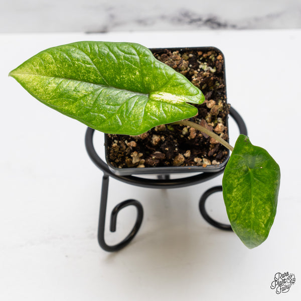 Alocasia 'Scalprum' Albo Variegated (wk50-C)