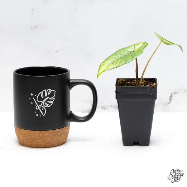 Alocasia 'Scalprum' Albo Variegated (wk50-C)