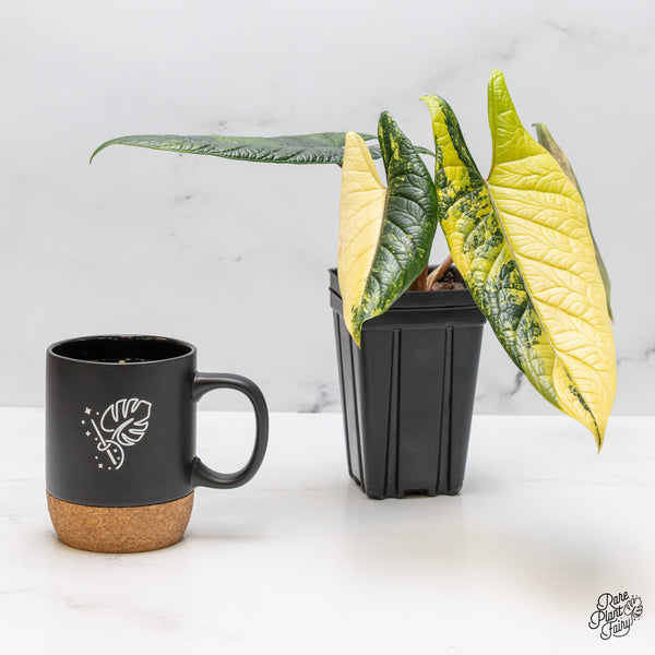 Alocasia 'Scalprum' Aurea Variegated (wk51-UI)