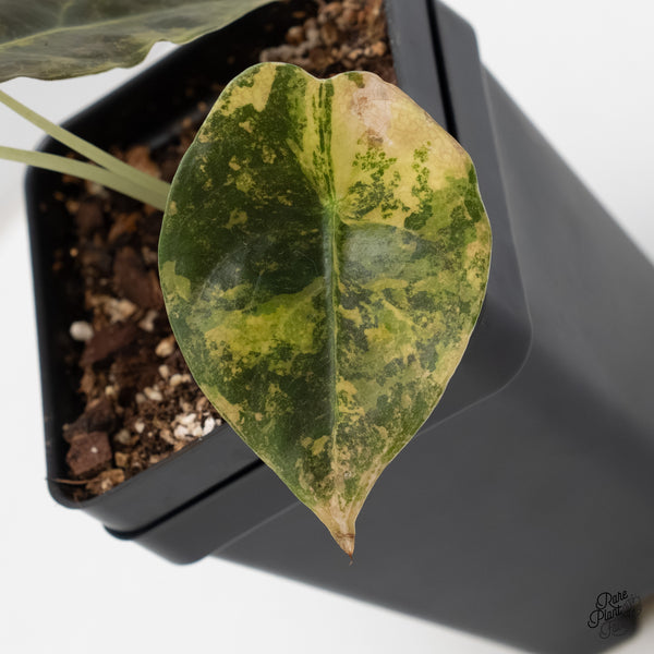 Alocasia 'Sedenii' Aurea Variegated (wk5-G)