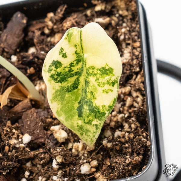 Alocasia 'Sedenii' Aurea Variegated (wk6-Y)