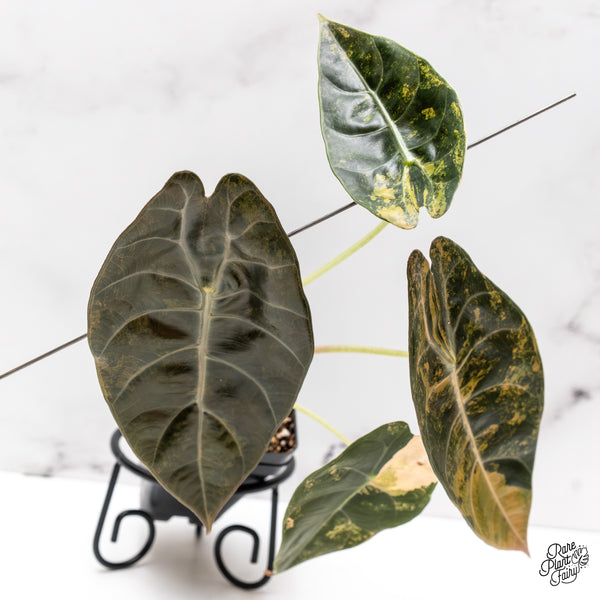 Alocasia 'Sedenii' Aurea Variegated (wk47-I) *Corming Size*