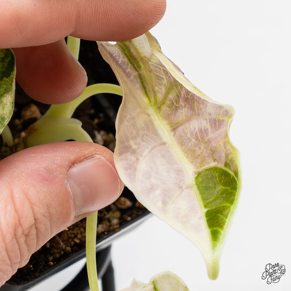 Alocasia Watsoniana Doff. Pink Variegated (wk46-AA)