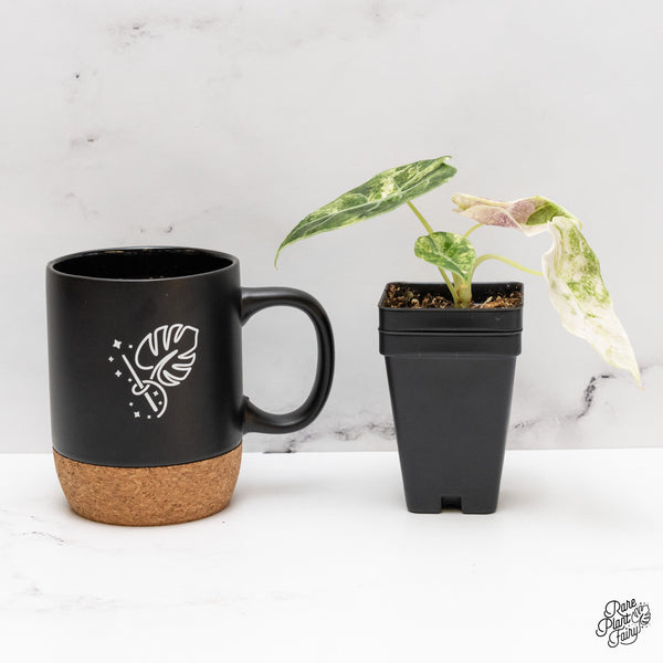 Alocasia Watsoniana Doff. Pink Variegated (wk46-AA)