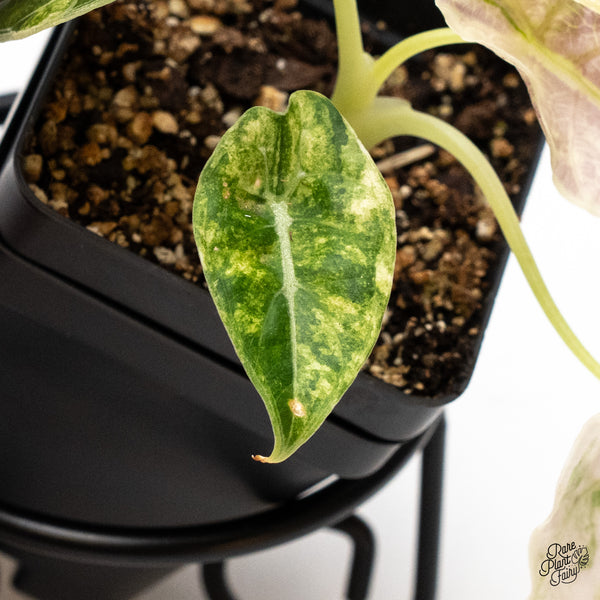 Alocasia Watsoniana Doff. Pink Variegated (wk46-AA)