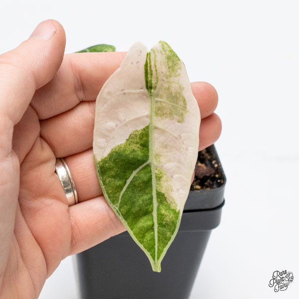 Alocasia Watsoniana Doff. Pink Variegated (wk48-S)