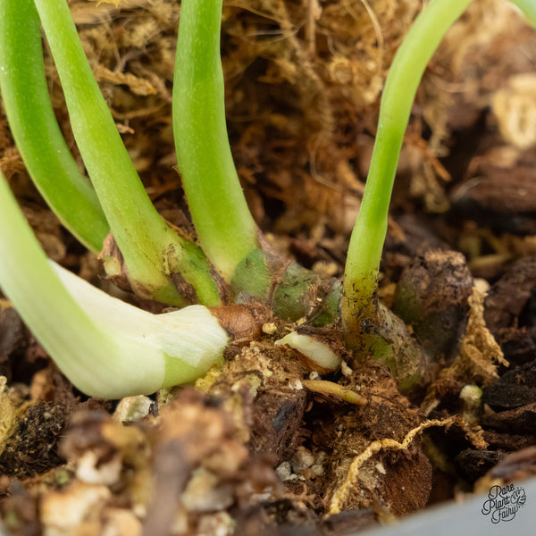 Amydrium cv. NOID (wk6-G)