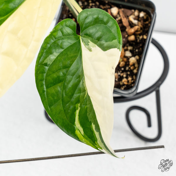 Amydrium 'Spiderman' Albo Variegated (wk46-E) *sectoral*