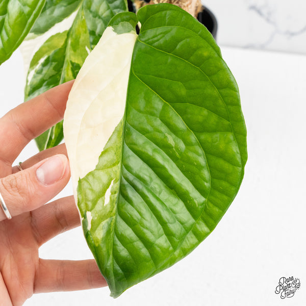 Amydrium 'Spiderman' Albo Variegated (wk47-I)