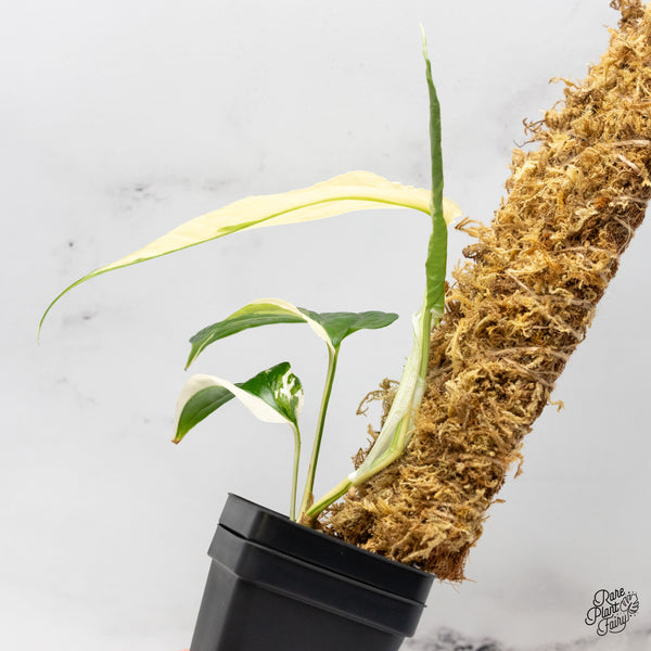 Amydrium 'Spiderman' Albo Variegated (wk49-B)