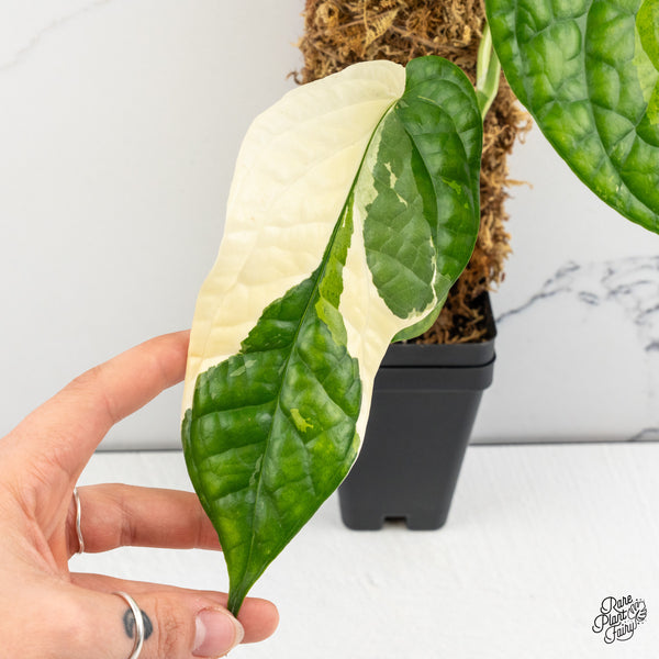 Amydrium 'Spiderman' Albo Variegated (wk52-G)