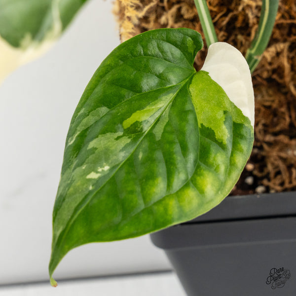 Amydrium 'Spiderman' Albo Variegated (wk52-G)