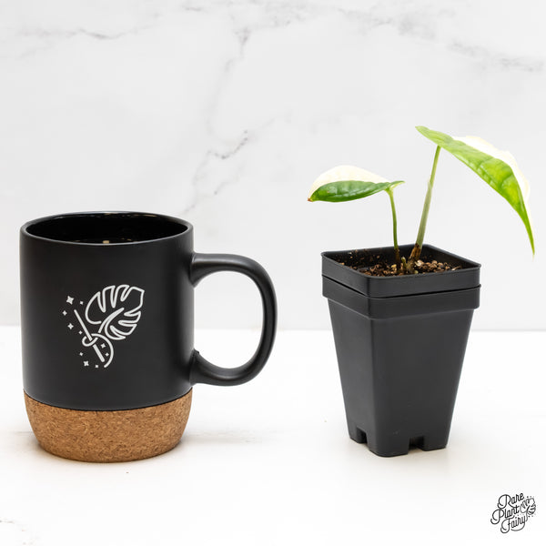 Amydrium 'Spiderman' Albo Variegated (wk5-E)