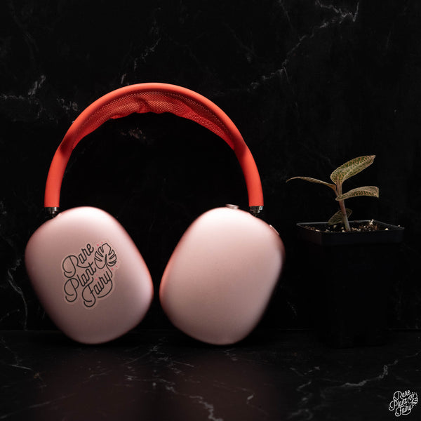 Anoectochilus roxburghii 'Red Stem Pointed Leaves' jewel orchid *Growers choice*