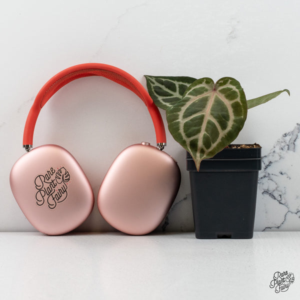 Anthurium Crystal Red '12' x Zara '14' DocBlock® *Grower's Choice*