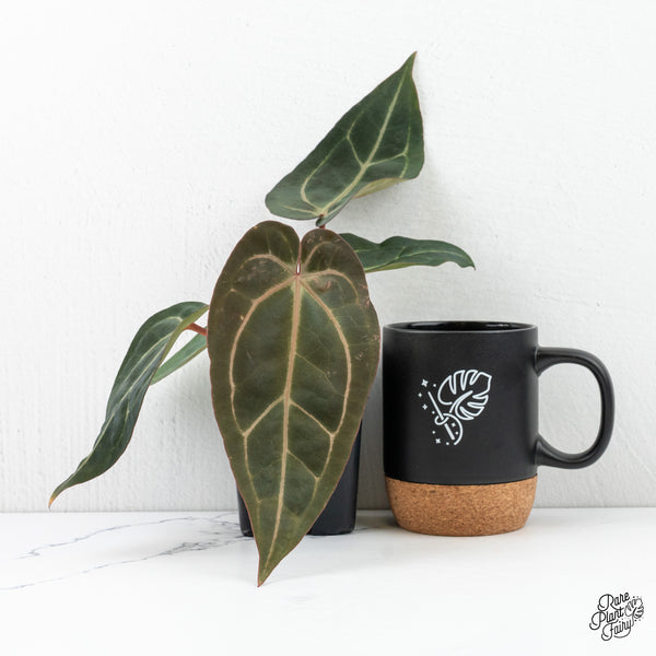 Anthurium Minerva '20' x Dark & Handsome '9' by DocBlock® *Grower's Choice*