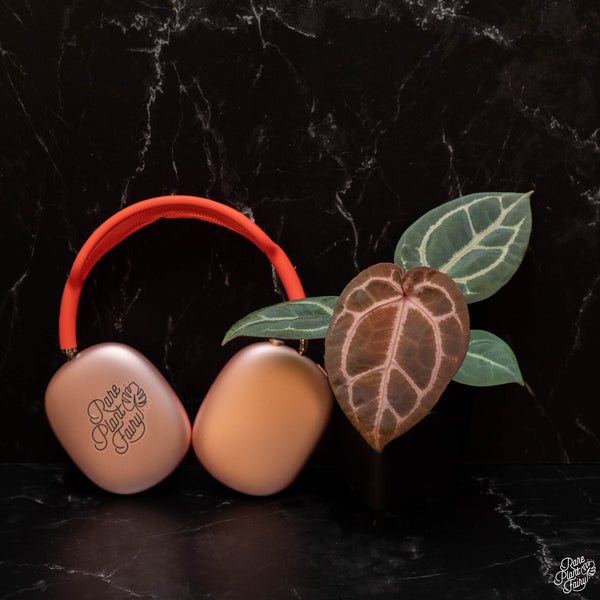 Anthurium Orange '26' x DocBlock Red Crystal '12' by DocBlock® *Grower's choice*