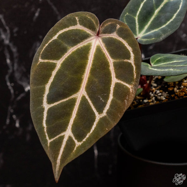 Anthurium Orange '26' x DocBlock Red Crystal '12' by DocBlock® *Grower's choice*